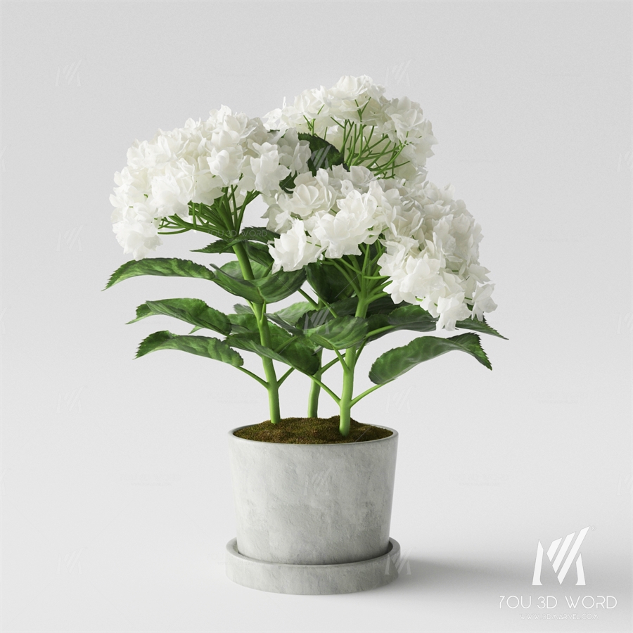 Hydrangea